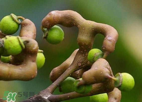 新鮮拐棗吃著澀怎么處理？拐棗為什么澀