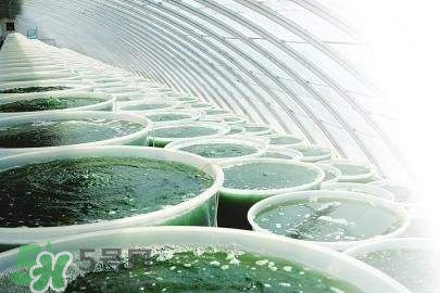 螺旋藻是飯前吃還是飯后吃？螺旋藻怎么吃？