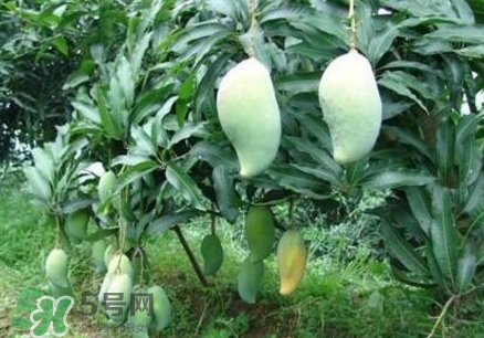 芒果有哪些品種？哪種芒果最好吃？