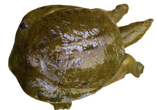 腳魚有靈性嗎？腳魚吃了有什么好處