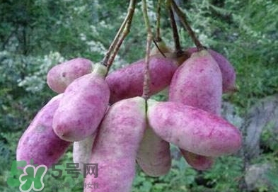 八月瓜可以補(bǔ)腎嗎？八月瓜的營(yíng)養(yǎng)價(jià)值