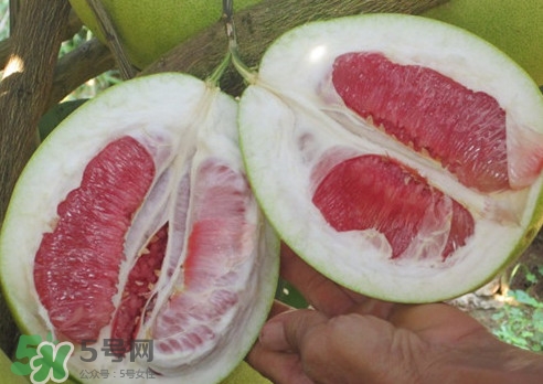 紅肉蜜柚是哪里產(chǎn)的？紅肉蜜柚的種植技術(shù)