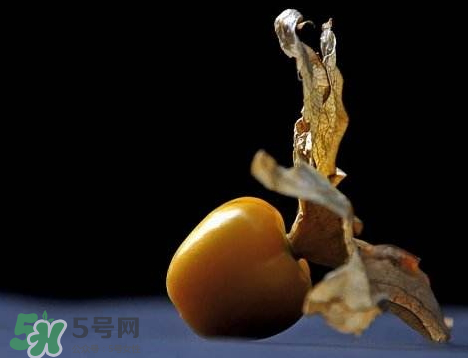 姑娘果可以泡水喝嗎？姑娘果怎么泡水喝？