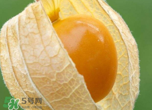 燈籠果是熱性還是涼性？燈籠果是涼性的嗎？
