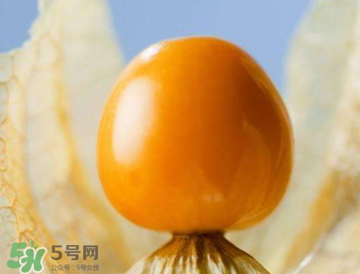燈籠果是熱性還是涼性？燈籠果是涼性的嗎？