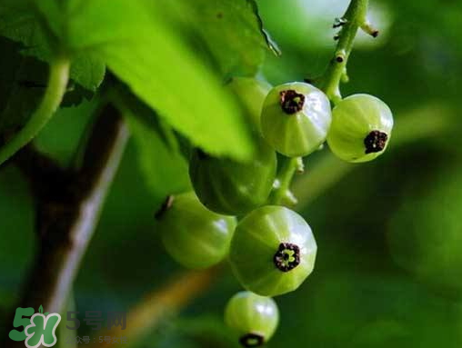 燈籠果什么時候種植？燈籠果怎么種植？