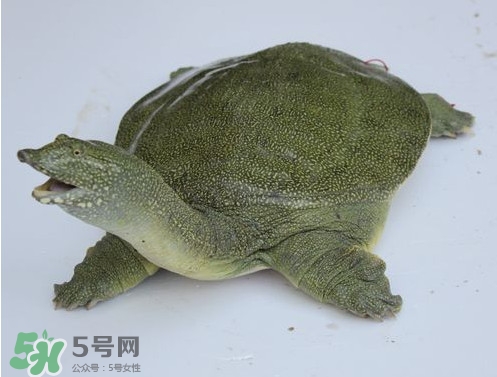 甲魚是魚嗎？甲魚是發(fā)物嗎