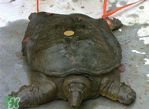 甲魚是熱性還是涼性？甲魚是淡水魚嗎