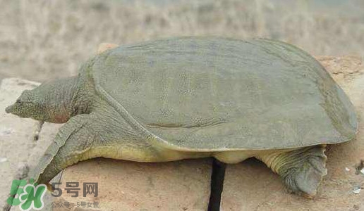 腳魚(yú)是什么？腳魚(yú)和烏龜?shù)膮^(qū)別