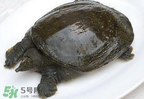 腳魚(yú)有靈性嗎？腳魚(yú)吃了有什么好處