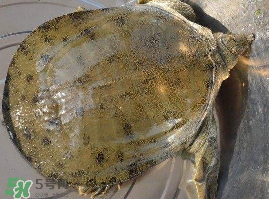 腳魚不能和什么一起吃？腳魚可以燉蟲草嗎