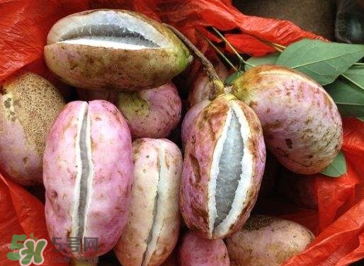 八月瓜孕婦能吃嗎？八月瓜的功效與作用