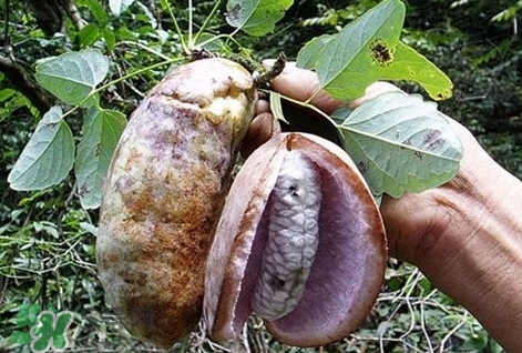 八月瓜能種植嗎？八月瓜怎么種植？