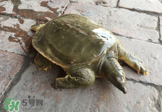 腳魚(yú)是什么？腳魚(yú)和烏龜?shù)膮^(qū)別