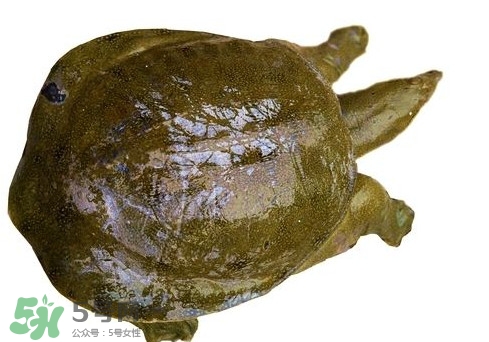 腳魚不能和什么一起吃？腳魚可以燉蟲草嗎
