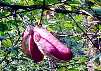 八月瓜能種植嗎？八月瓜怎么種植？