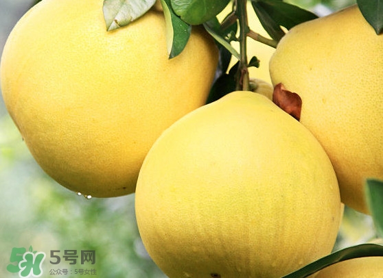 經期能吃蜜柚嗎？蜜柚能和葡萄一起吃嗎