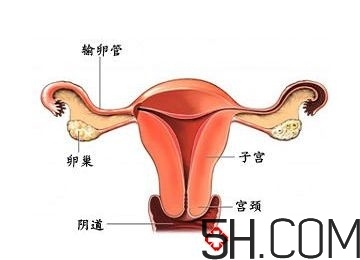 子宮畸形有哪些？子宮畸形有什么影響？