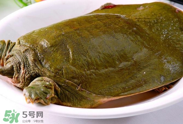 甲魚是熱性還是涼性？甲魚是淡水魚嗎