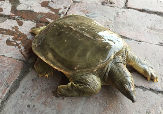 腳魚是什么？腳魚和烏龜?shù)膮^(qū)別
