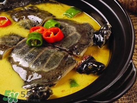 甲魚又叫什么？甲魚吃什么食物
