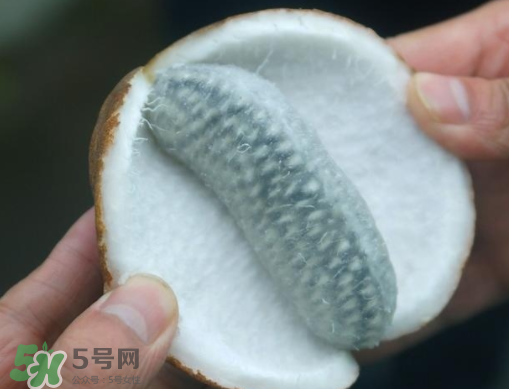 八月瓜可以補(bǔ)腎嗎？八月瓜的營(yíng)養(yǎng)價(jià)值