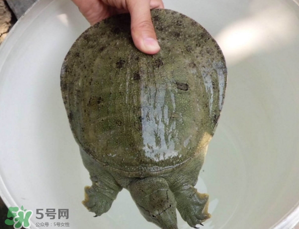 腳魚不能和什么一起吃？腳魚可以燉蟲草嗎