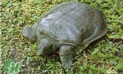 甲魚是烏龜嗎？甲魚是王八嗎？