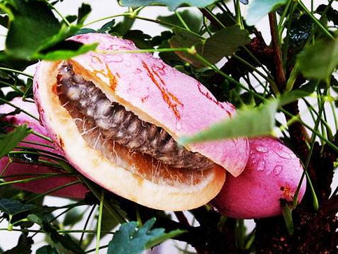 八月瓜的藥用價(jià)值有哪些？八月瓜能治什么?。?></p><h3>八月瓜好吃嗎</h3><p>八月瓜，名字就給人一種新鮮的感覺，作為一種野生果品的它，味道又是如何?曾經(jīng)有人說，還是不要吃八月瓜，因?yàn)槌粤酥缶镁貌荒芡浰奈兜?。通常人們想到的就是，苦口良藥，它既然有著這么多的功效，相信味道肯定是苦的，或者是怪怪的，真的是這樣嗎?</p><p>八月瓜鮮品是可以生吃的，它的果肉與籽都很滑，黑白分明又粘得很緊，很多人都說很好吃，因?yàn)槌墒炝说陌嗽鹿衔兜栏侍鹎鍧?，妙不可言。一口咬下去，它乳白多汁，香甜滑嫩，清潤芬芳，美味可口，遠(yuǎn)勝過蜂蜜呢。它完美的功效下，味道竟是如此的好，沒嘗過的我，也是醉了。如果有機(jī)會(huì)還真的想嘗嘗，其他忍不住想要嘗嘗鮮的親們，不妨一試哦。</p><p style=