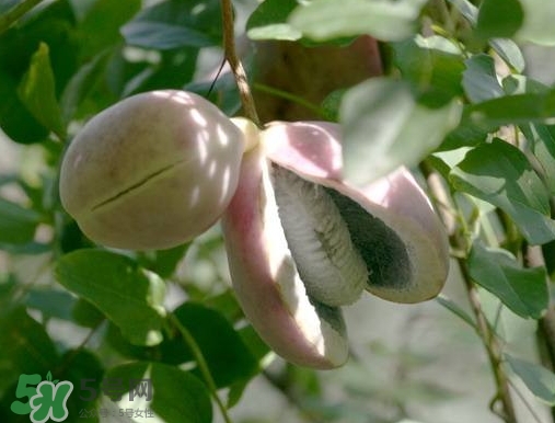 八月瓜可以補(bǔ)腎嗎？八月瓜的營(yíng)養(yǎng)價(jià)值