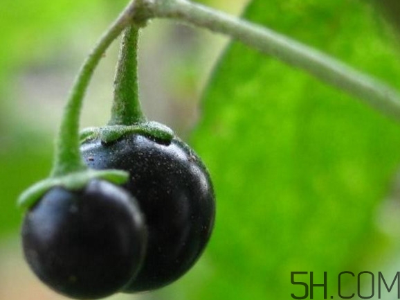 龍葵果可以吃嗎？龍葵果能不能當(dāng)水果吃