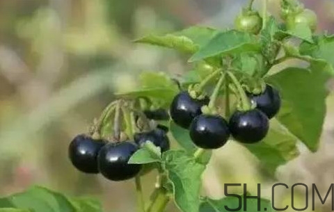 龍葵果可以治療近視眼嗎？龍葵果可以泡水喝嗎