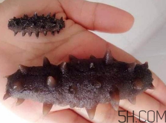 海參是海鮮嗎？海參是動物還是植物？