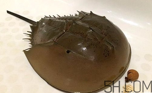 中華鱟是保護(hù)動物嗎？中華鱟和圓尾鱟的區(qū)別