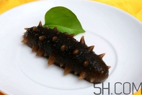 海參是高蛋白食物嗎？海參是素食嗎？