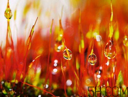2017年寒露會下雨嗎？寒露下雨好嗎？