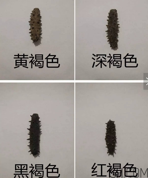 海參顏色深好還是淺好？海參顏色發(fā)白時(shí)怎么回事？