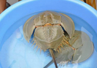 中華鱟能吃嗎？中華鱟怎么讀