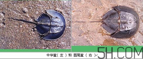 中華鱟是保護(hù)動物嗎？中華鱟和圓尾鱟的區(qū)別