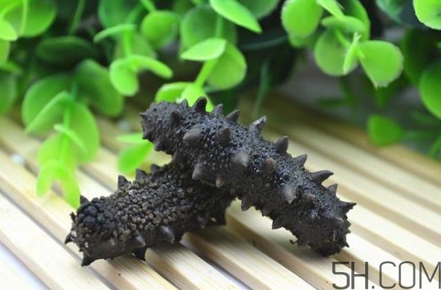 海參是越大越好嗎？海參的生長年限與營養(yǎng)價(jià)值有關(guān)嗎？