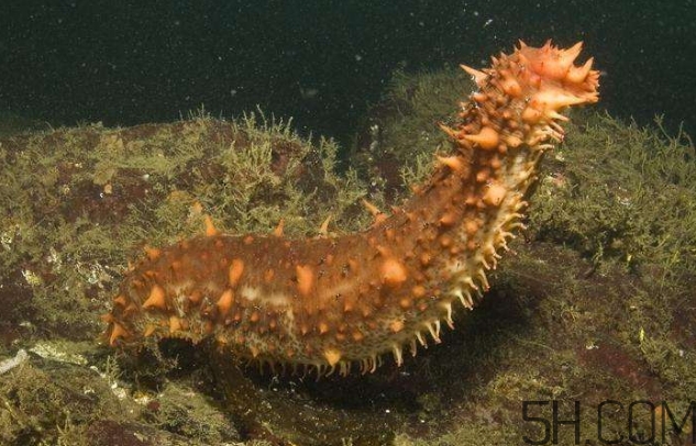 海參是海鮮嗎？海參是動物還是植物？