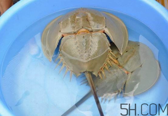 中華鱟能吃嗎？中華鱟怎么讀