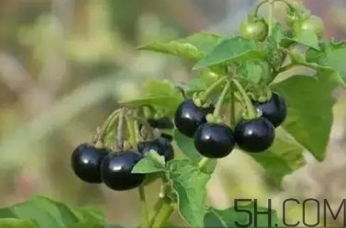 龍葵果是黑天天嗎？龍葵果是黑枸杞嗎？