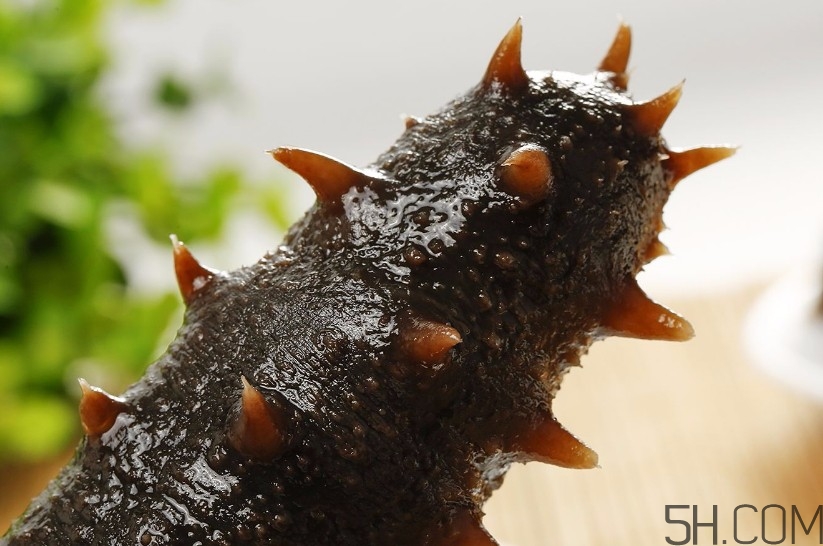 海參是海鮮嗎？海參是動物還是植物？