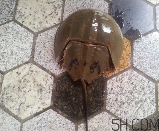 中華鱟多少錢一斤？中華鱟有什么藥用價值
