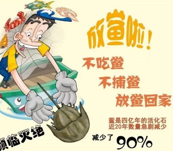 中華鱟能活多久？中華鱟最大能長(zhǎng)多大
