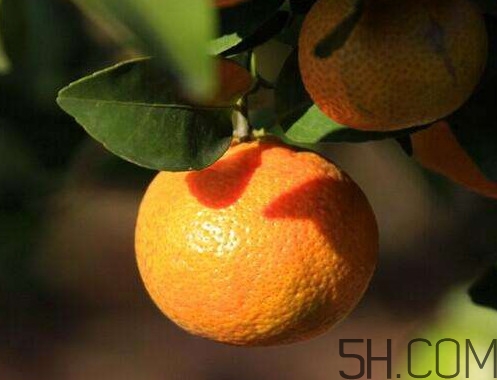 沙糖桔大的好吃還是小的？沙糖桔什么時(shí)候成熟