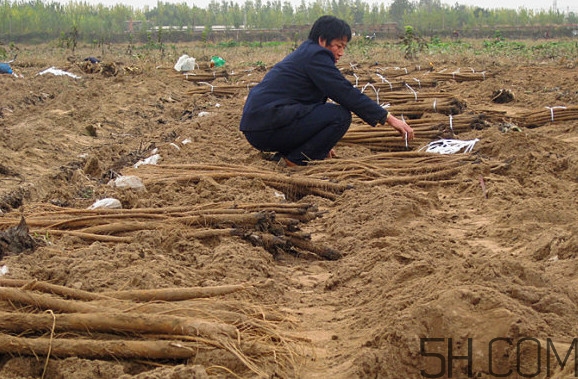 牛蒡要種多久才可以收割？女性喝牛蒡茶有什么好處