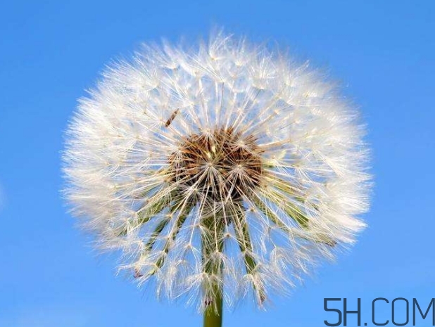 蒲公英能去胎毒嗎？吃什么可以去胎毒？