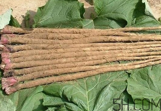 牛蒡與什么食物相生相克？牛蒡和山藥有什么區(qū)別